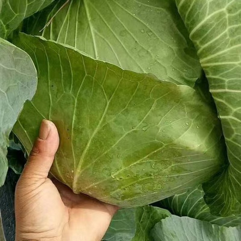 开封墨玉，京丰一号，扁包菜薄叶，体型好，走超市走市场走电商，