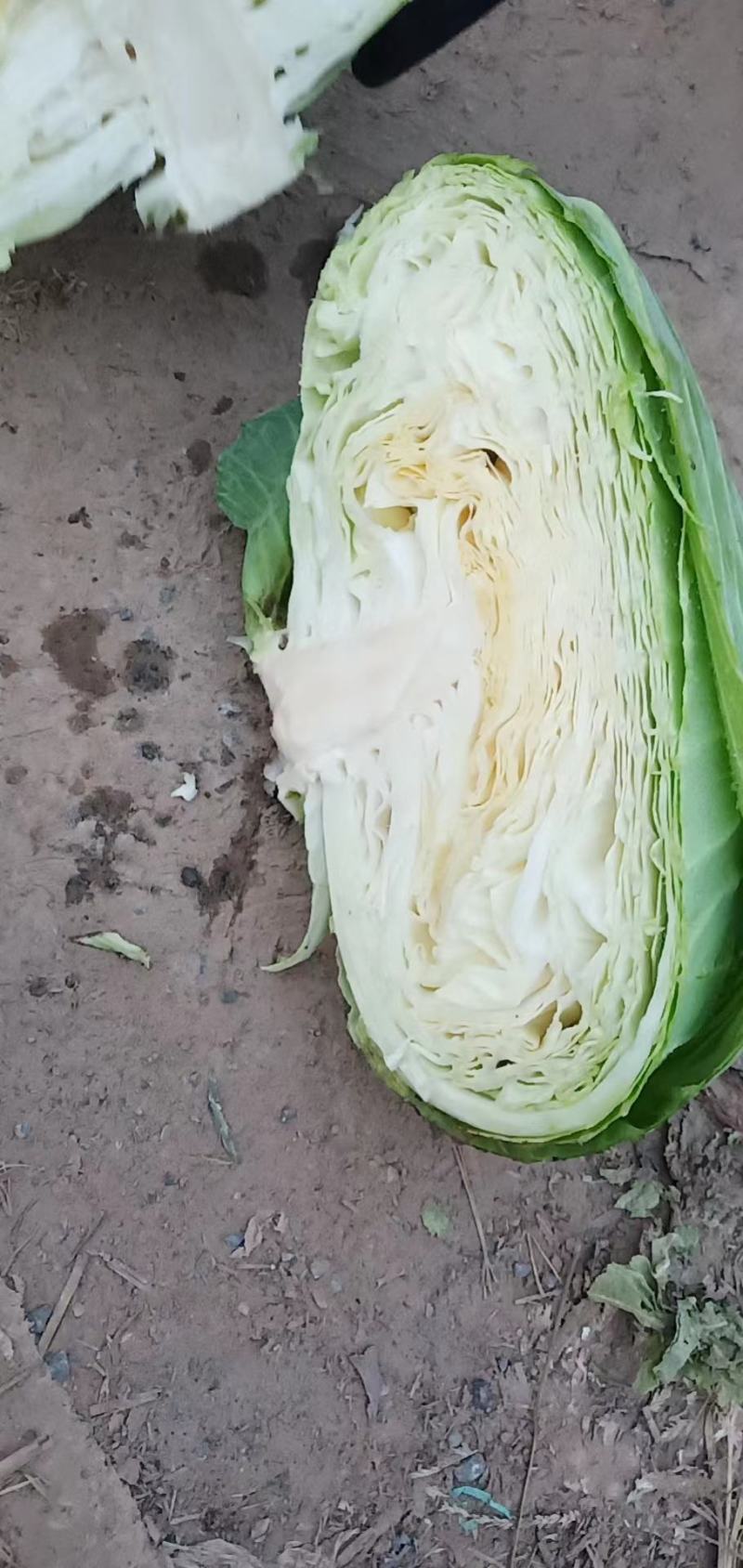 开封墨玉，京丰一号，扁包菜薄叶，体型好，走超市走市场走电商，