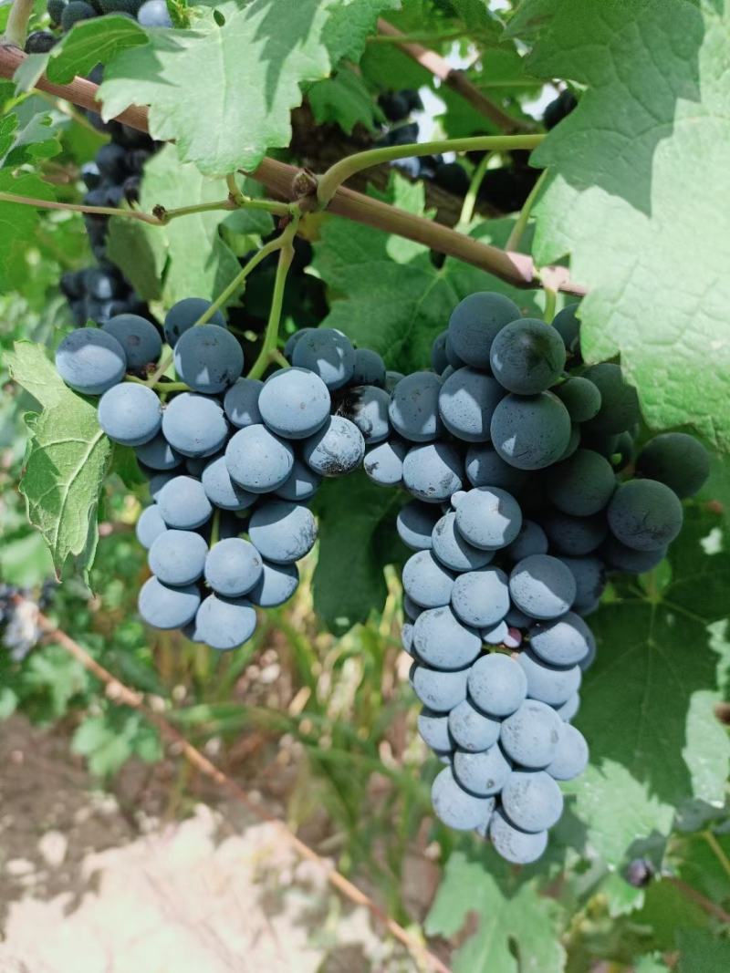 赤霞珠#酿酒葡萄#红酒原料之一，我们是种植供应，没有中间