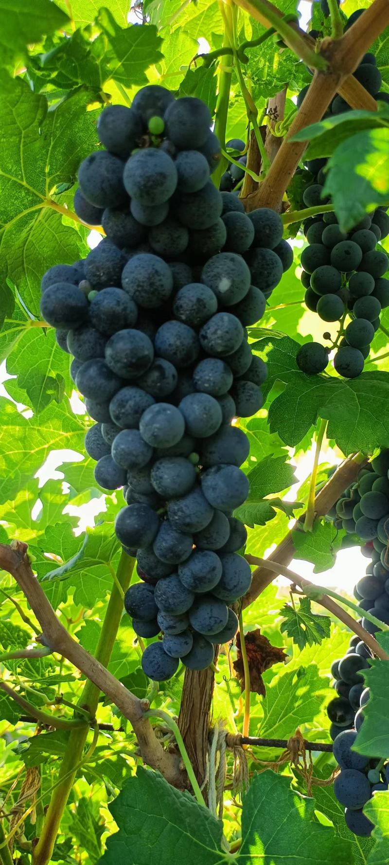 赤霞珠#酿酒葡萄#红酒原料之一，我们是种植供应，没有中间