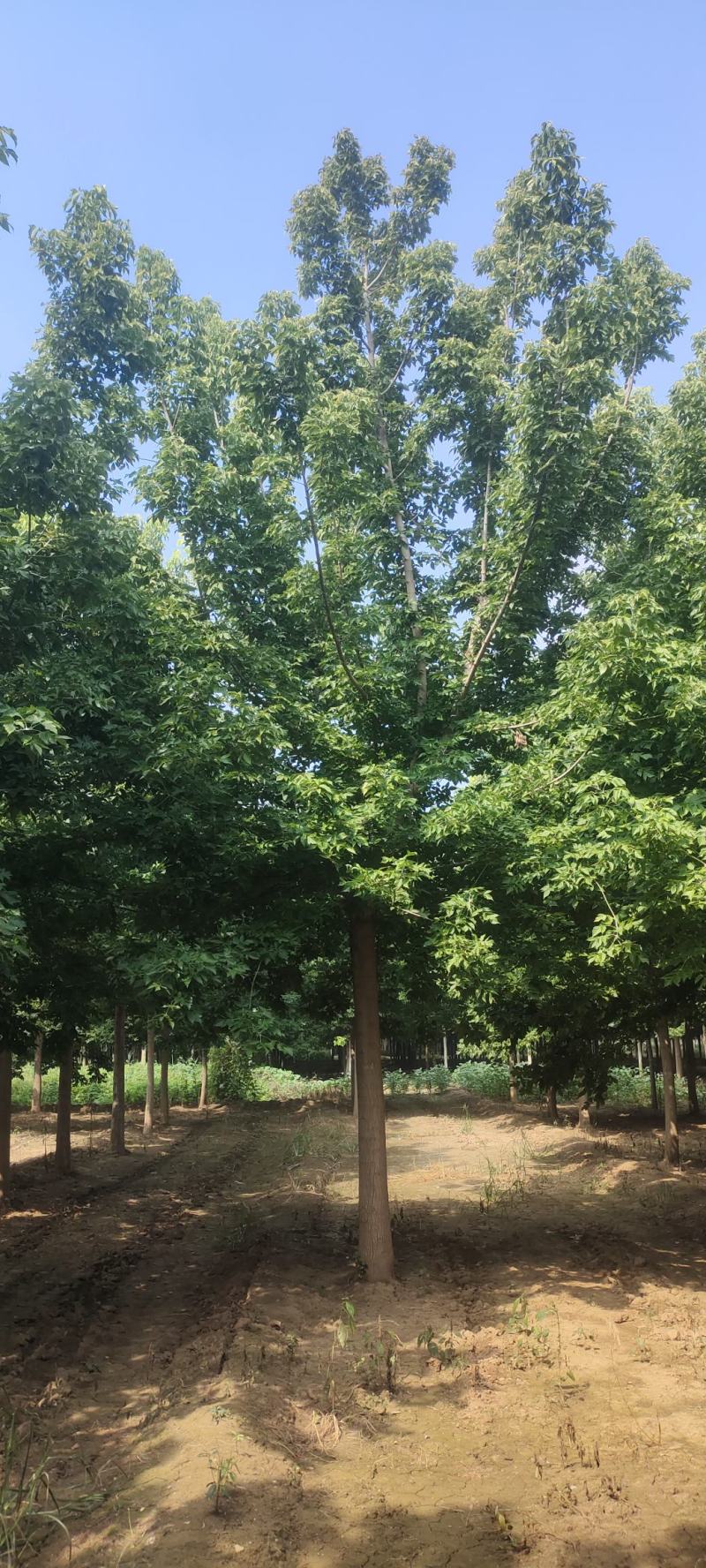 自家苗圃出售15/20/22/25/28公分金叶复叶槭