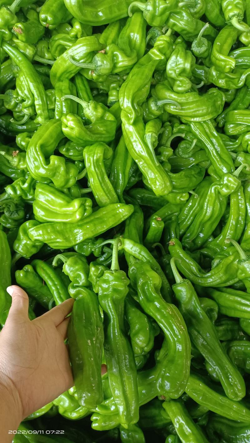 芜湖椒，砀椒，薄皮椒，山东费县，精品，直供，代收代发，