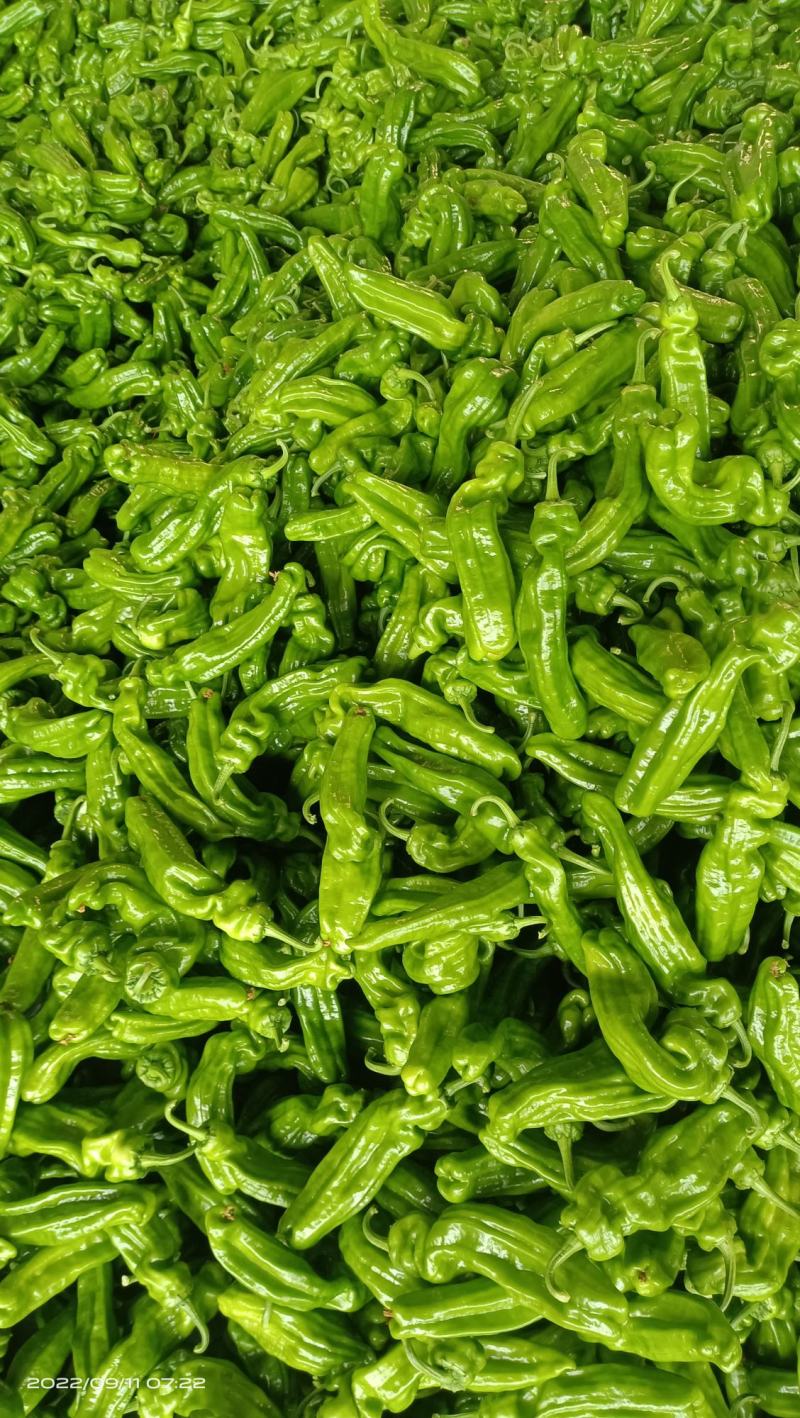 芜湖椒，砀椒，薄皮椒，山东费县，精品，直供，代收代发，