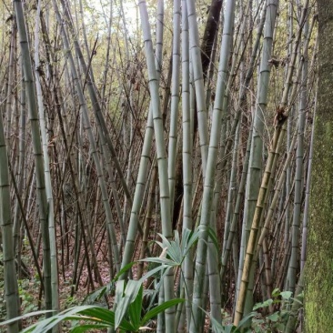 优质大棚竹竿，山药网架，冬瓜架