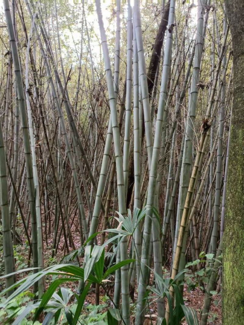 优质大棚竹竿，山药网架，冬瓜架
