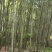 优质大棚竹竿，山药网架，冬瓜架