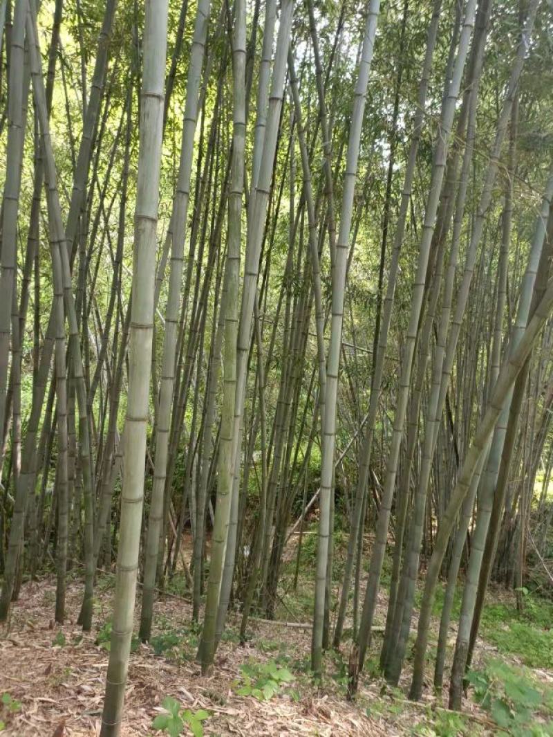 优质大棚竹竿，山药网架，冬瓜架