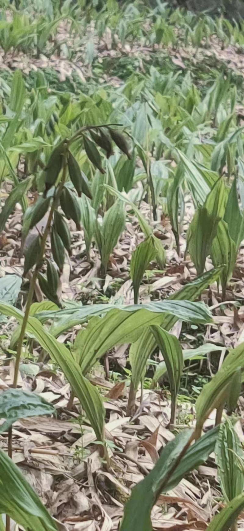 毛慈育苗菌种。彬球子育苗菌种厂家。每袋1.2…1.5斤