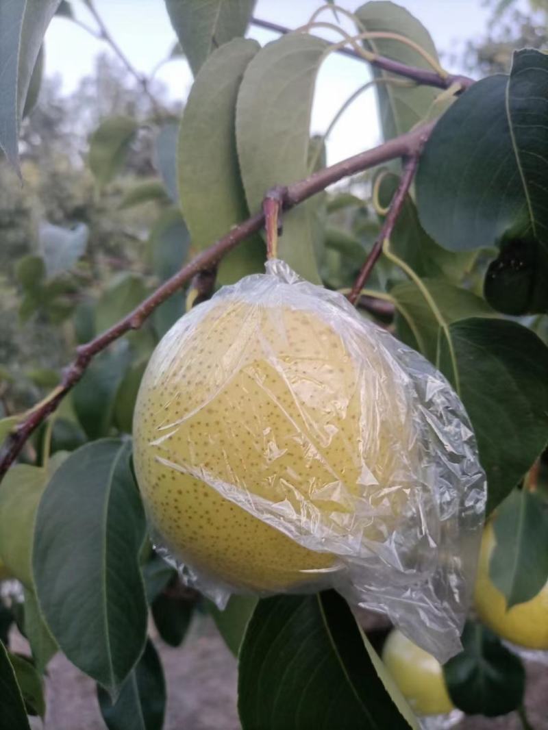 雪花梨