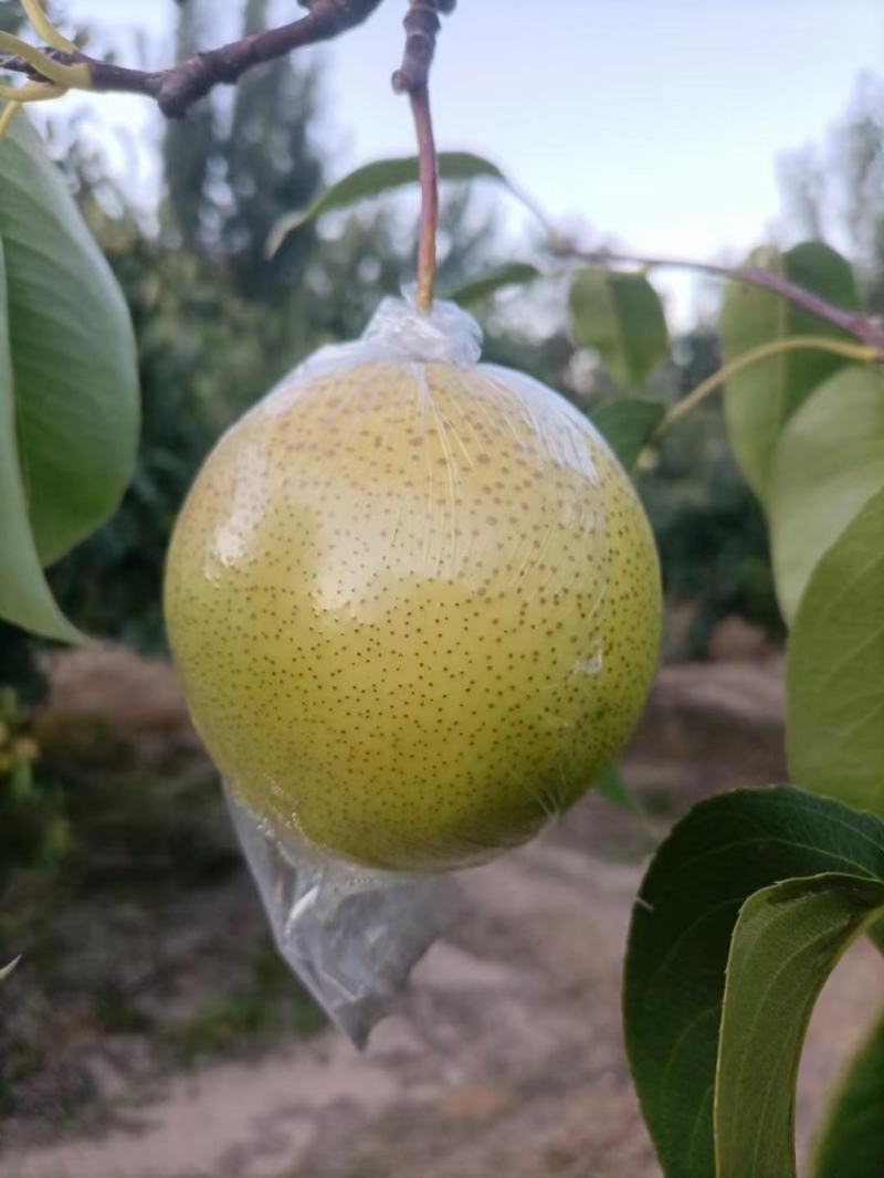 雪花梨