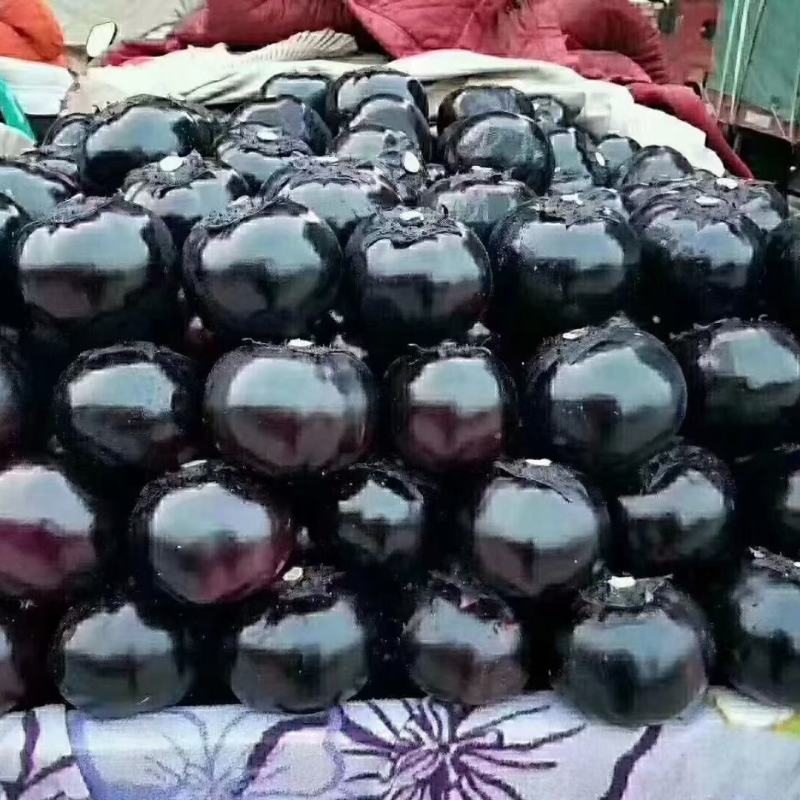 精品圆茄色泽黑亮品质保证，货源充足，价格美丽。