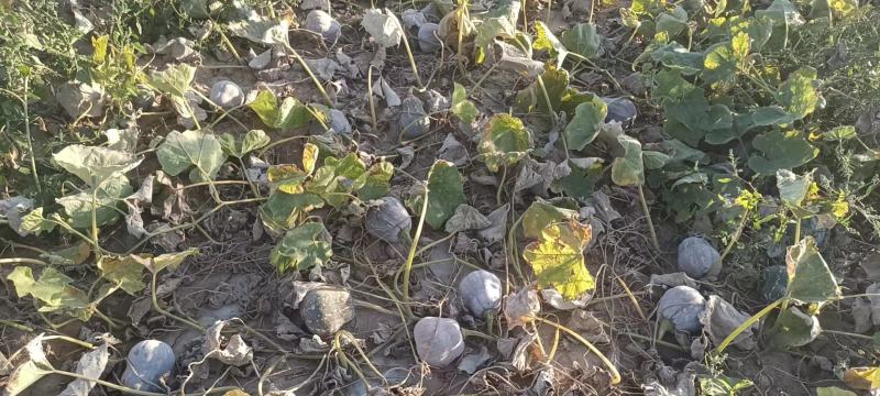 【基地直供】沙漠小糯仔南瓜，个头均匀，口感好