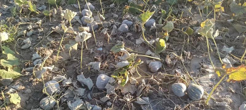 【基地直供】沙漠小糯仔南瓜，个头均匀，口感好