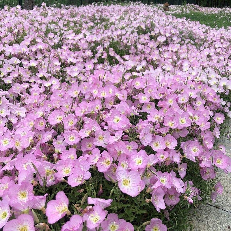 美丽月见草花种子四季播种开花易活花籽阳台花卉庭院室外花种