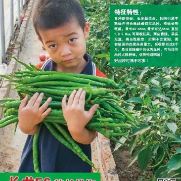 粗长线椒种子长龙56椒条长顺薄皮味香辣产量高