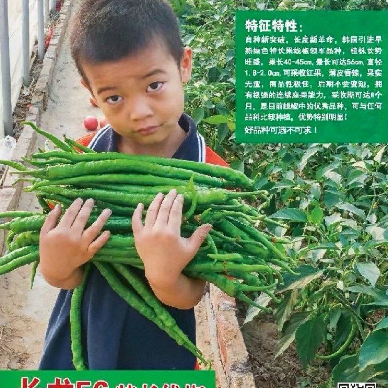粗长线椒种子长龙56椒条长顺薄皮味香辣产量高
