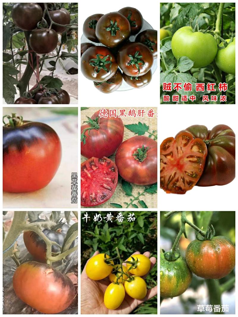 【采摘园推荐】一直注重口感番茄的培育，各种特色番茄苗。