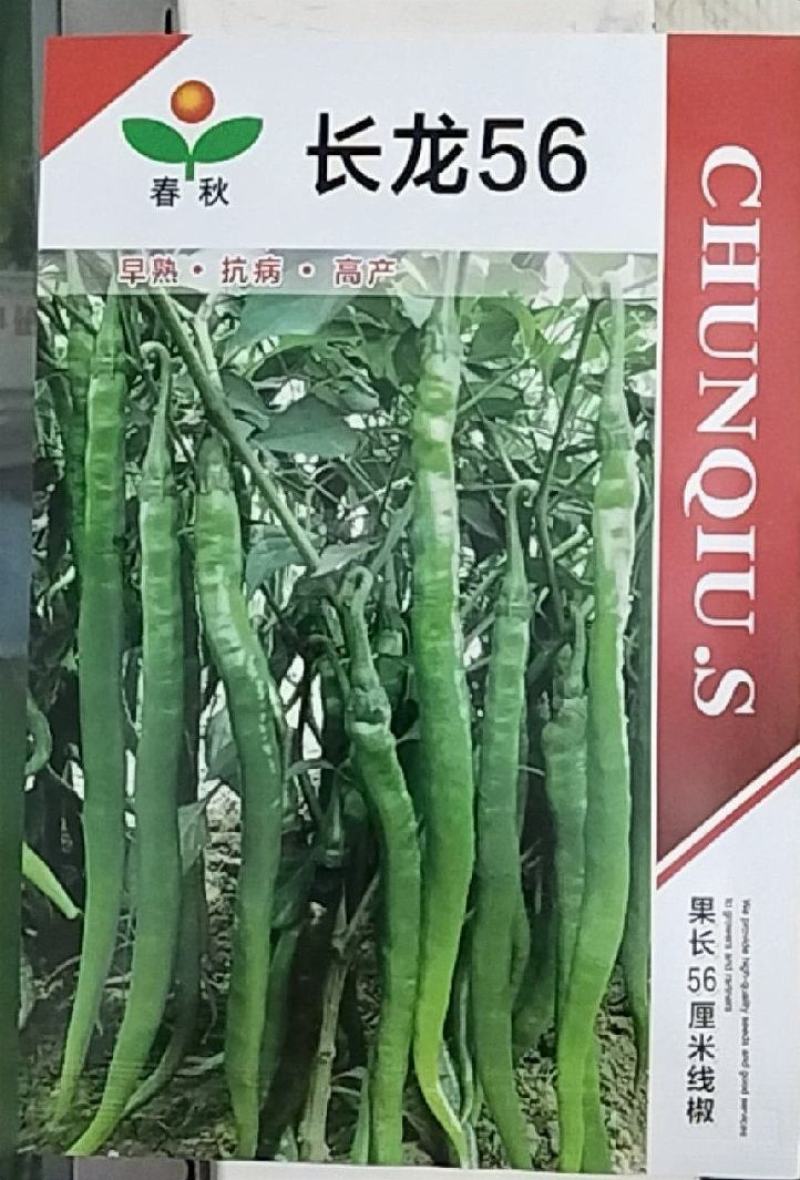 粗长线椒种子长龙56椒条长顺薄皮味香辣产量高