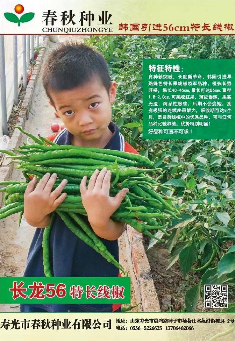 粗长线椒种子长龙56椒条长顺薄皮味香辣产量高