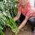粗长线椒种子长龙56椒条长顺薄皮味香辣产量高