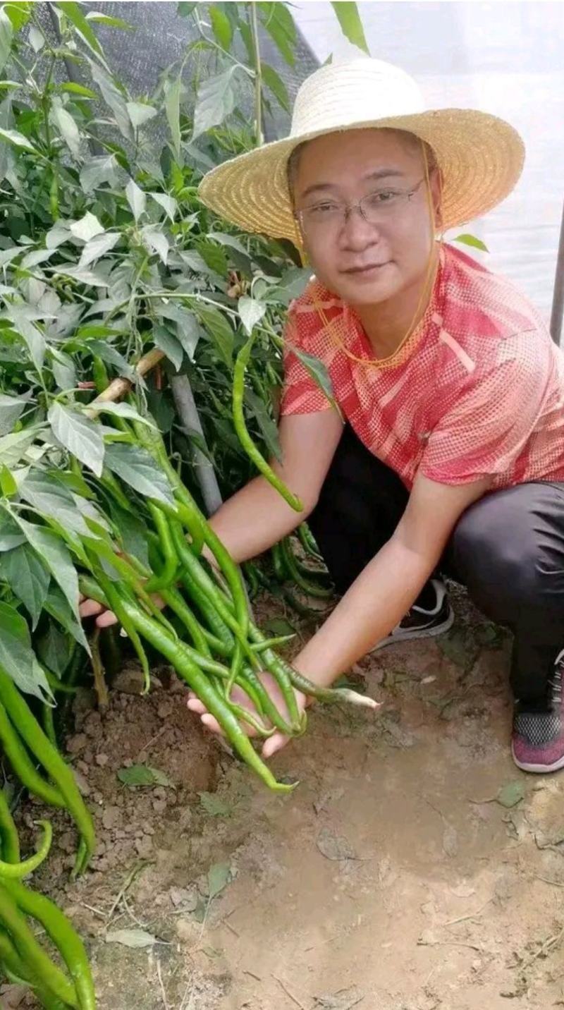 粗长线椒种子长龙56椒条长顺薄皮味香辣产量高