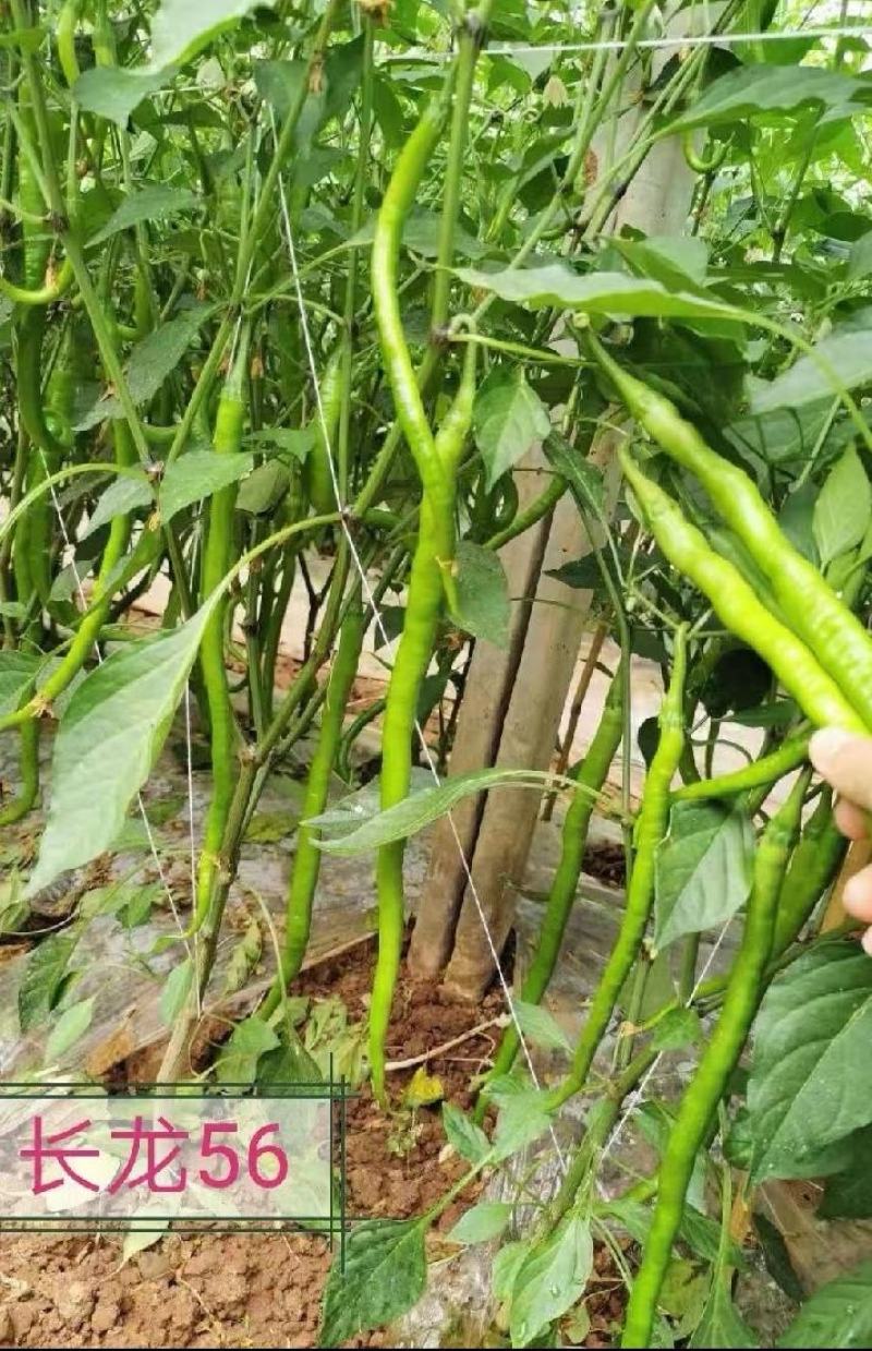 粗长线椒种子长龙56椒条长顺薄皮味香辣产量高