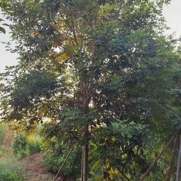 多花黄花风玲