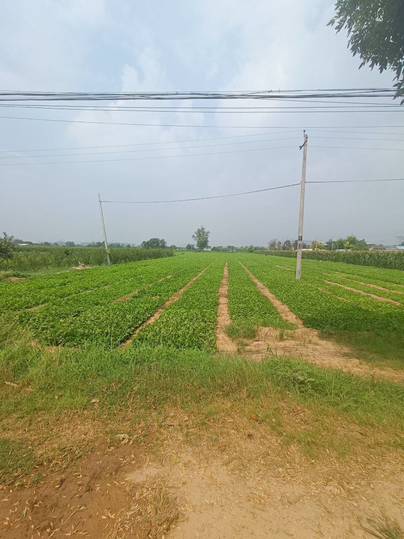 西安芹菜大量上市