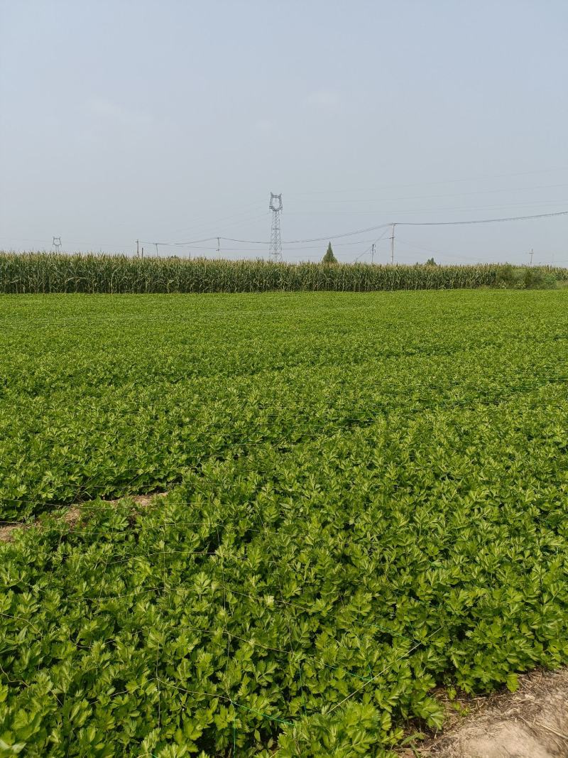 西安芹菜大量上市