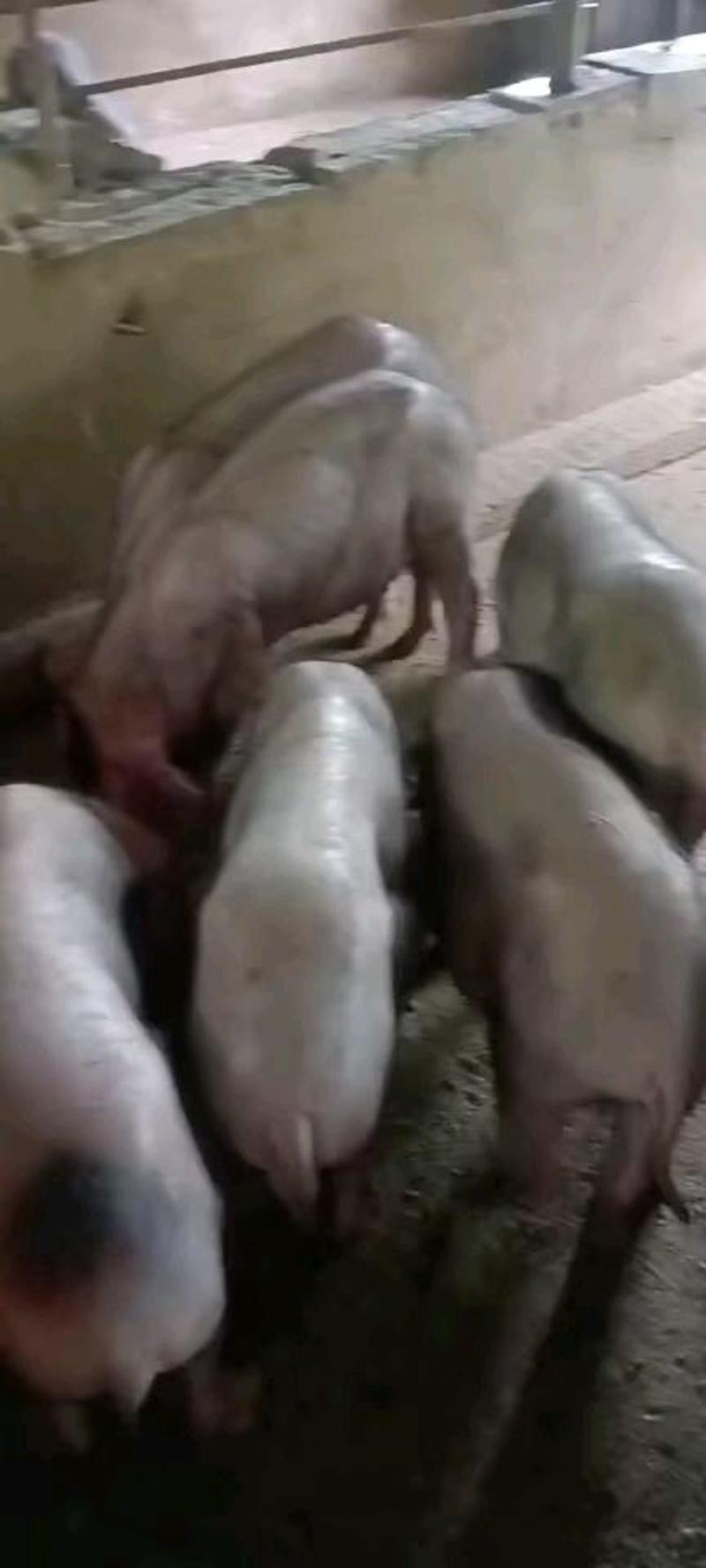 猪场供应纯种太湖母猪发情母猪代孕母猪
