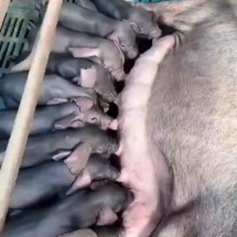 猪场供应纯种太湖母猪发情母猪代孕母猪
