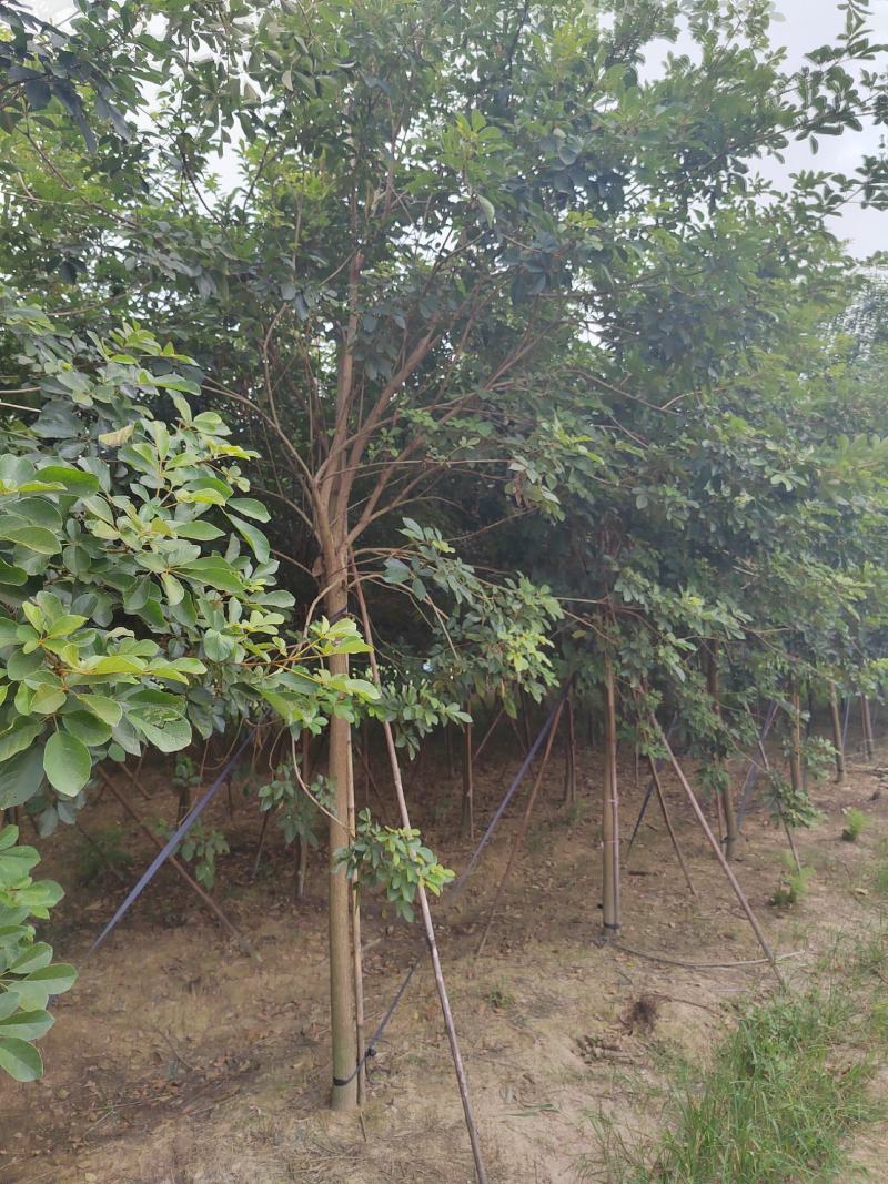 多花黄花风玲