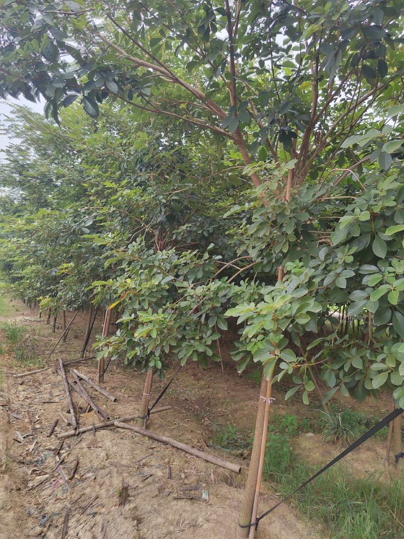 多花黄花风玲