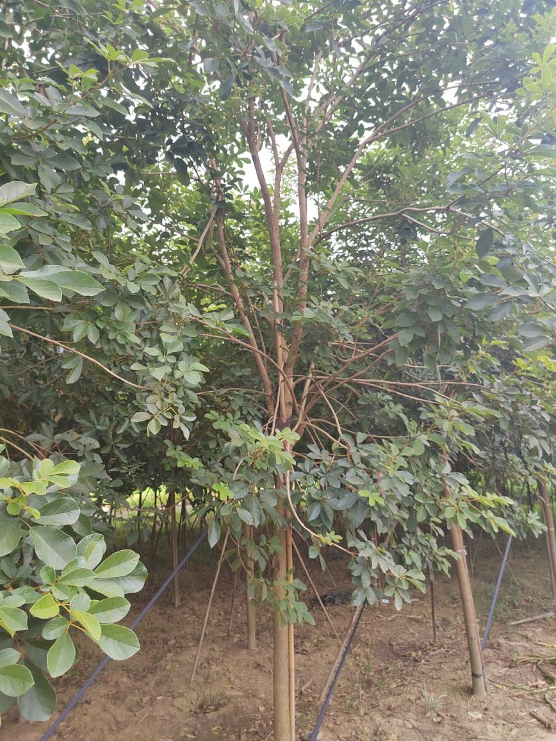 多花黄花风玲