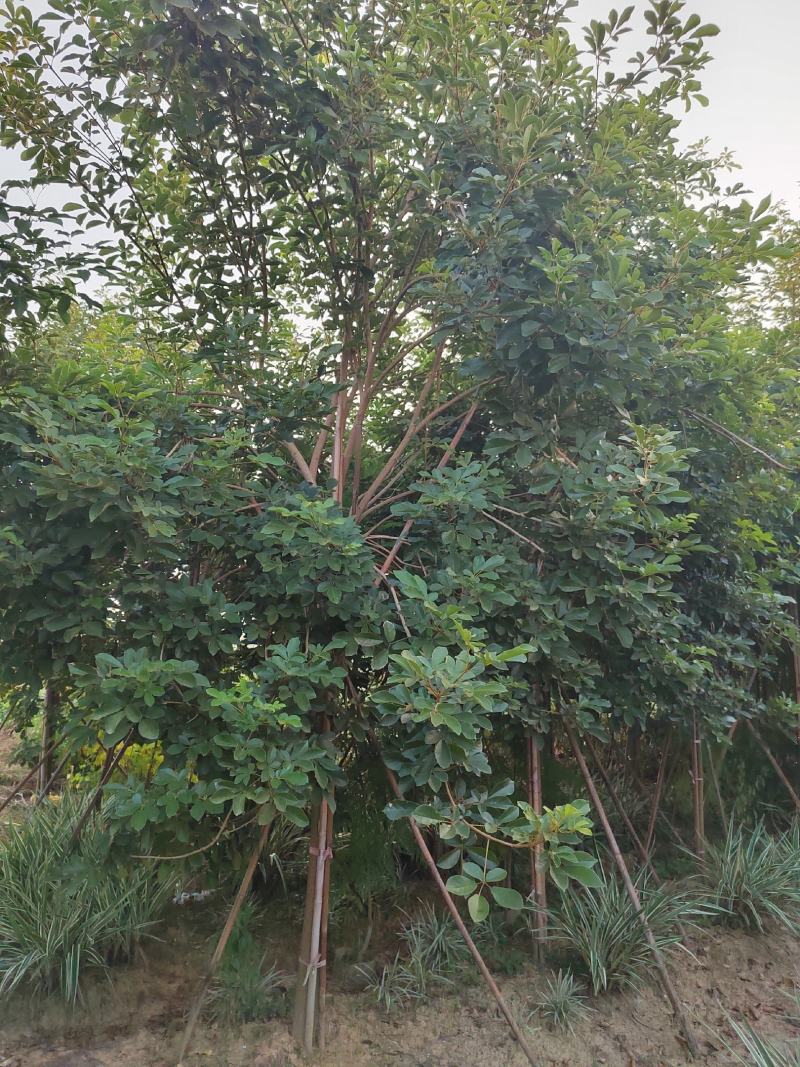 多花黄花风玲