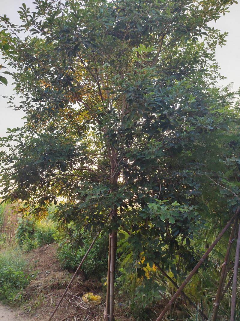 多花黄花风玲