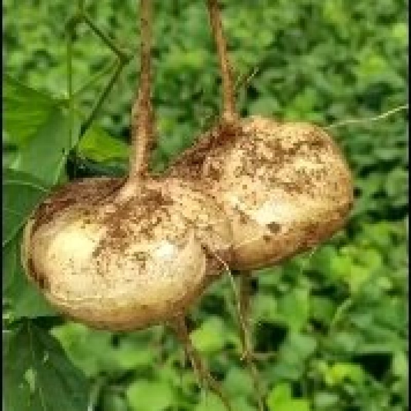 凉薯现挖现发，质量保证