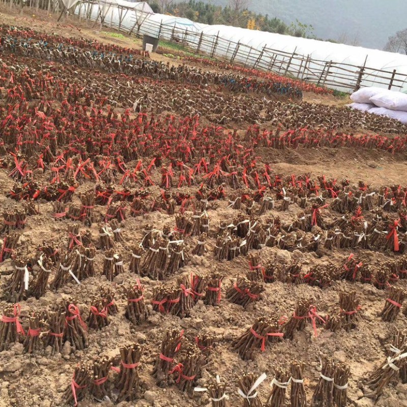 阳光玫瑰育苗基地开始热卖、销售优质葡萄种苗