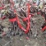 阳光玫瑰育苗基地开始热卖、销售优质葡萄种苗