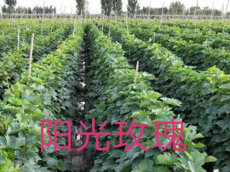 阳光玫瑰育苗基地开始热卖、销售优质葡萄种苗