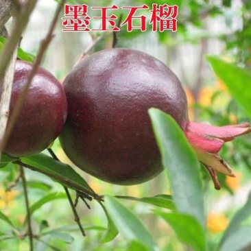 墨玉石榴树苗紫玉石榴苗地栽盆景客厅阳台南北方均可种植
