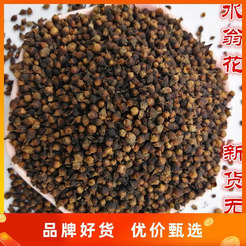 水翁花水翁子常年经营各种冷背药材批发零售一件代发