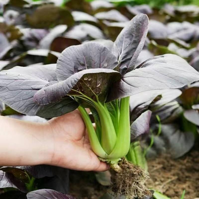 养生紫叶青菜种子四季紫色油菜种子鸡毛菜小青菜蔬菜种籽