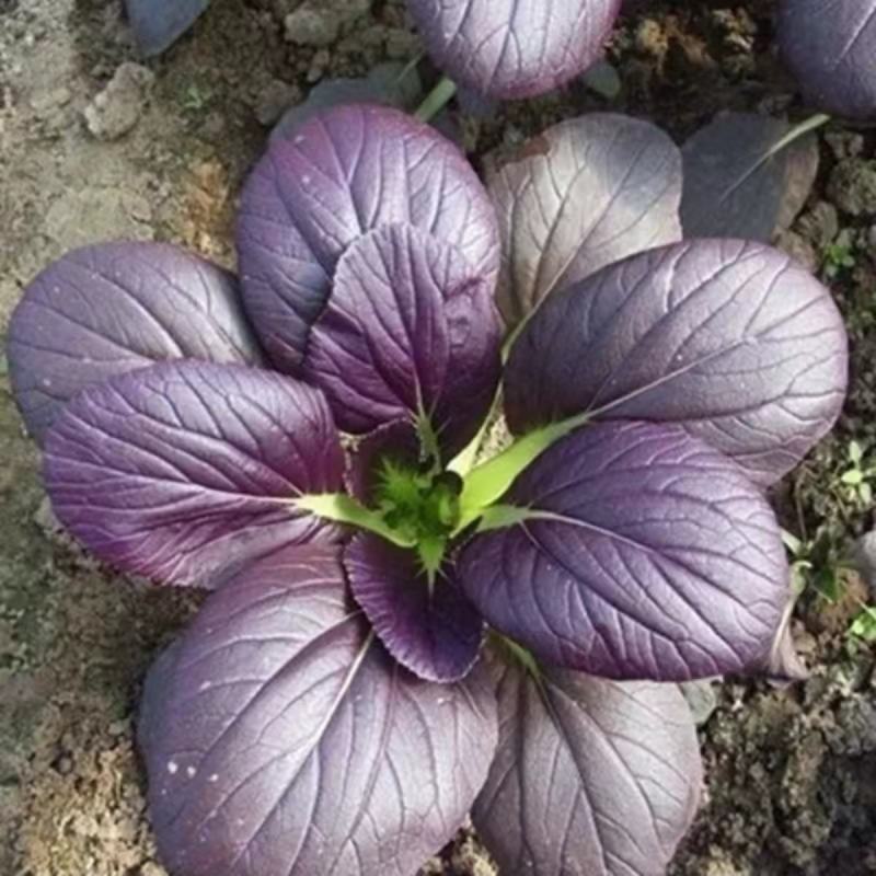 养生紫叶青菜种子四季紫色油菜种子鸡毛菜小青菜蔬菜种籽