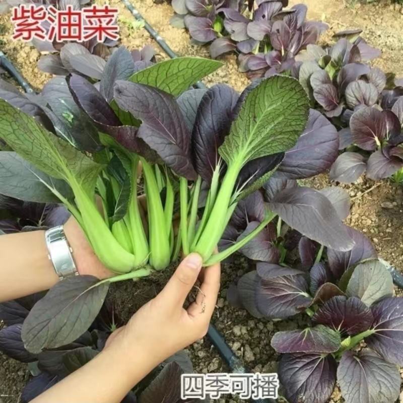 养生紫叶青菜种子四季紫色油菜种子鸡毛菜小青菜蔬菜种籽
