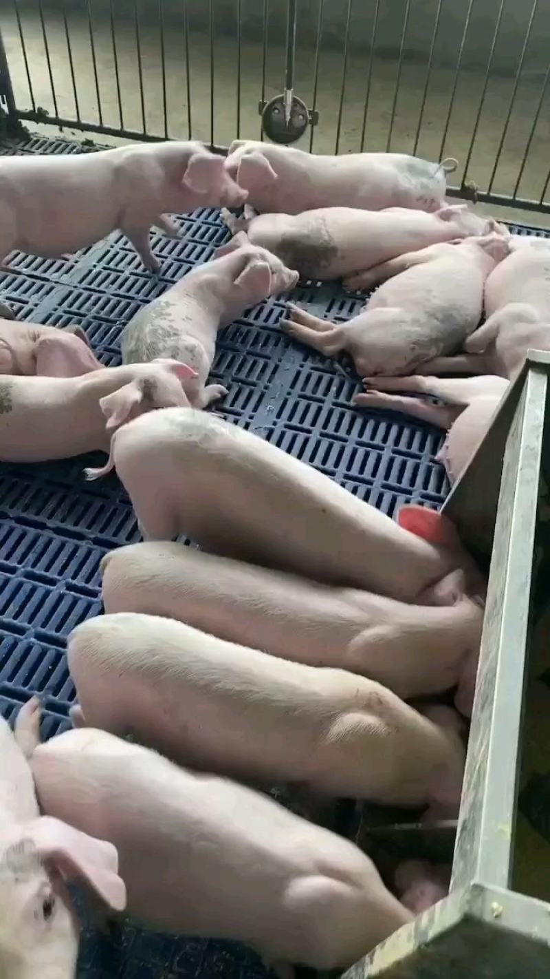 长白母猪二元母猪送猪到家途中出现伤亡卖家承担