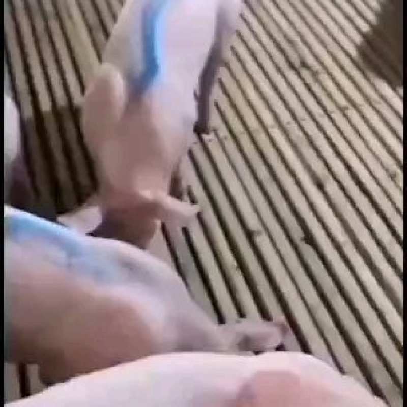 长白母猪二元母猪送猪到家途中出现伤亡卖家承担