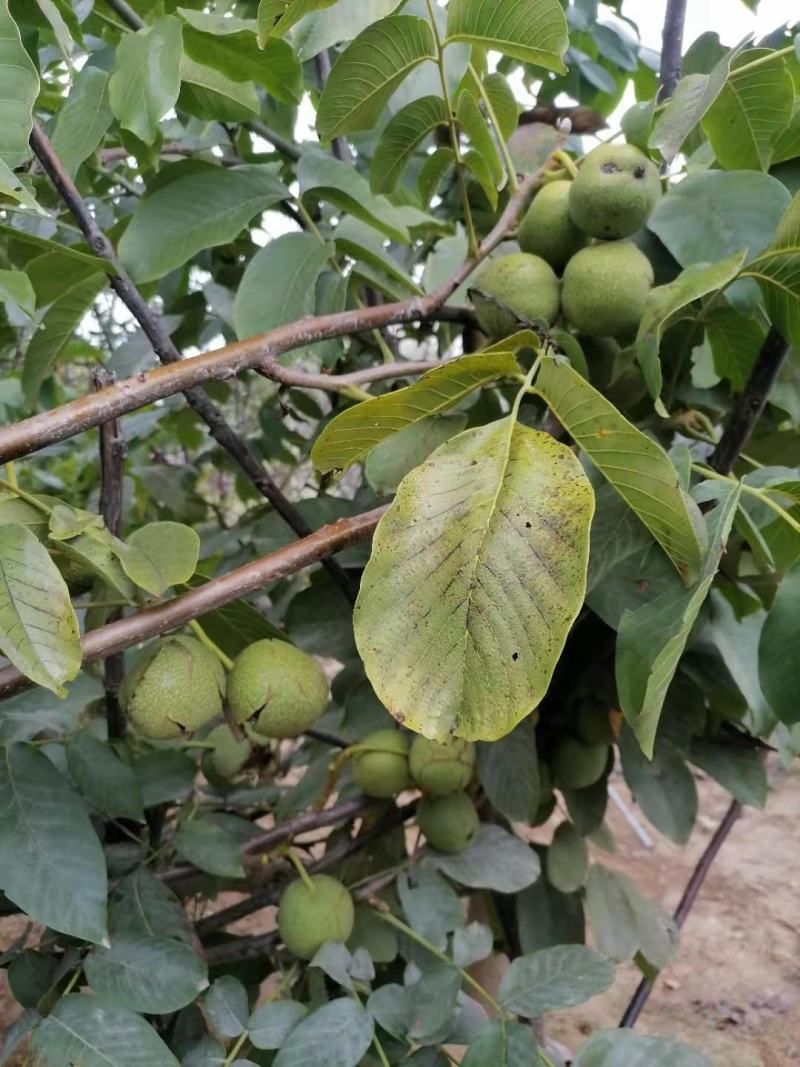 青皮核桃