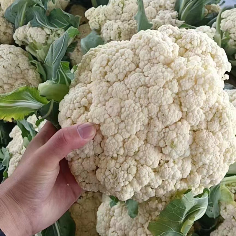 精品有机花菜松花菜大量上市中质量较好价格便宜