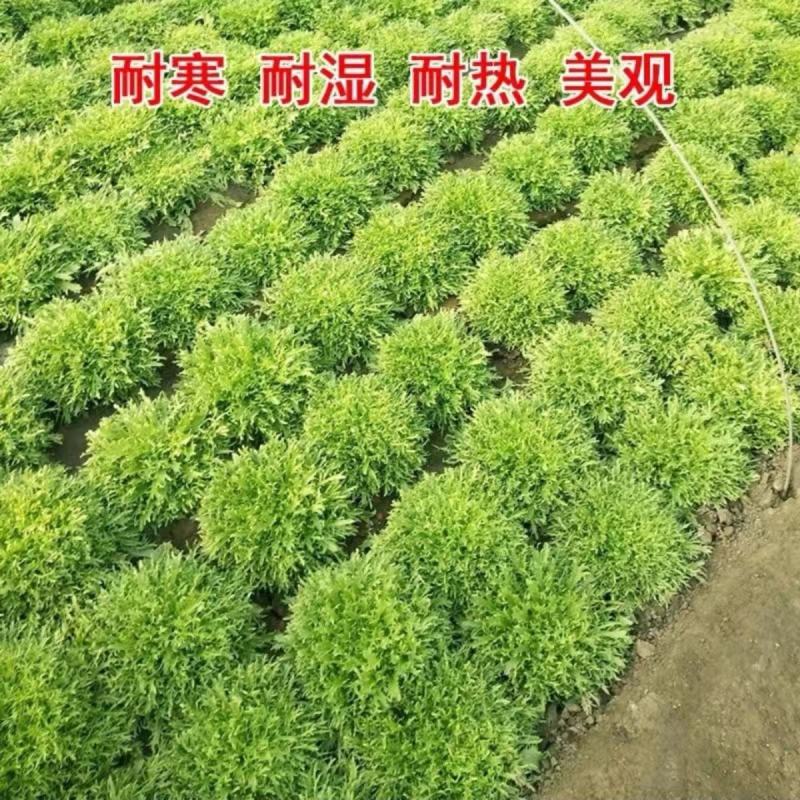 黄心细叶苦菊种子小叶碎叶苦苣种籽花叶四季庭院大田用种